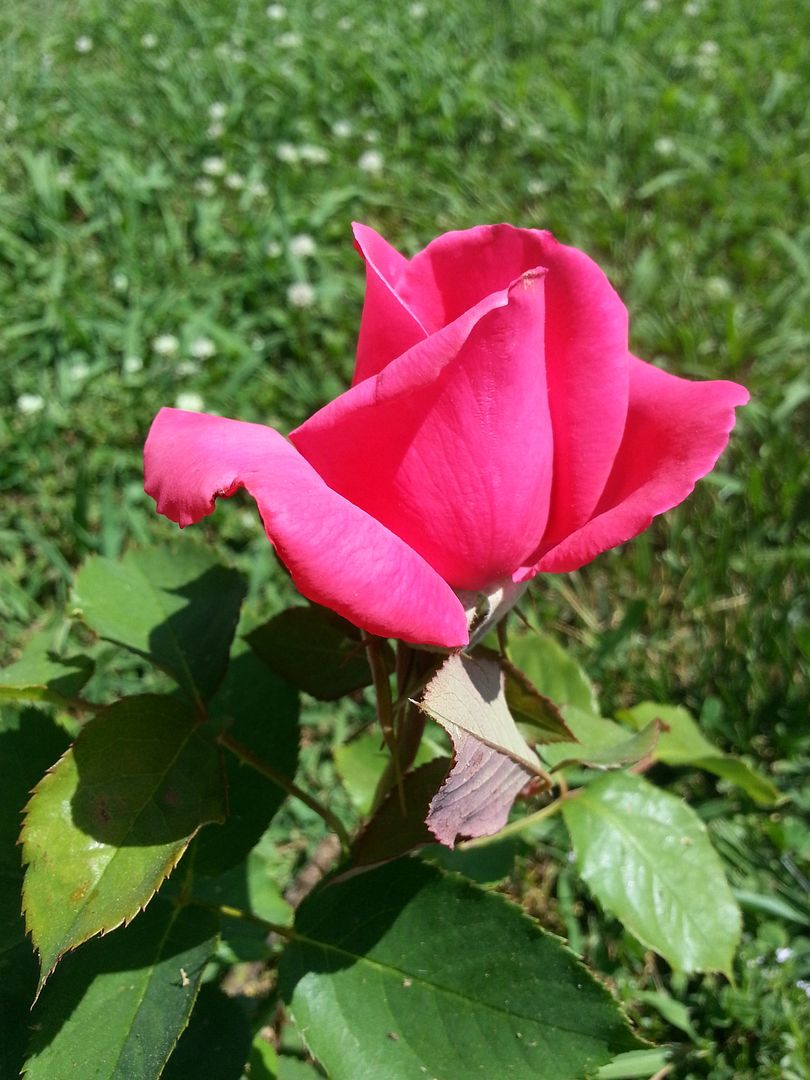 electron photo 20130601_153821_zpse19517a6.jpg